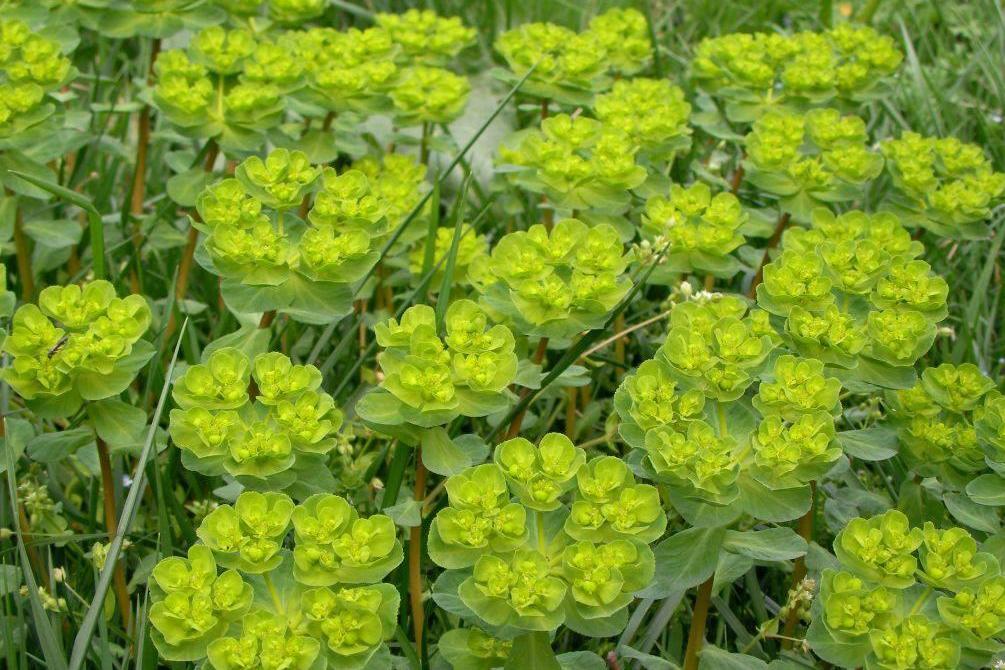 泽漆 大戟科草本植物 搜狗百科 泽漆 大戟科草本植物 搜狗百科