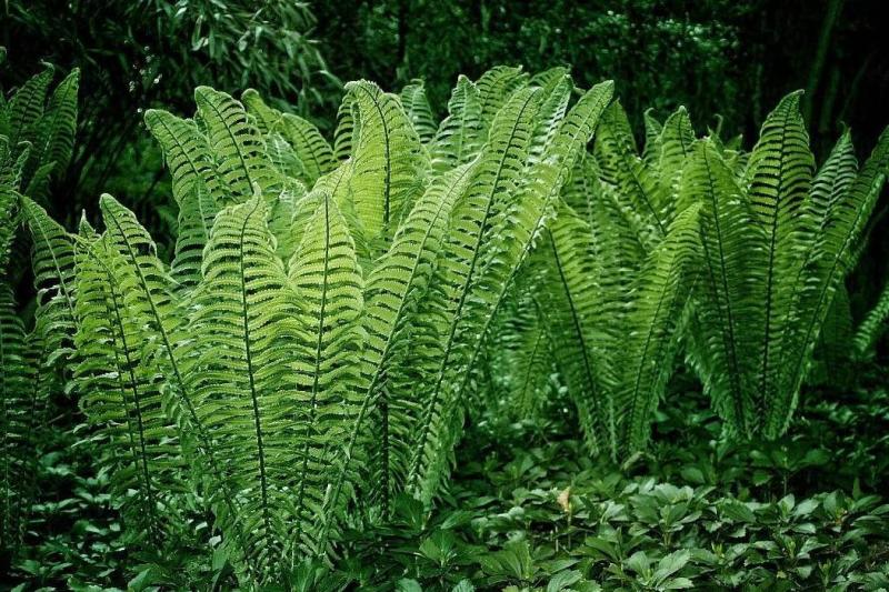 蕨类 搜狗百科 蕨类 搜狗百科