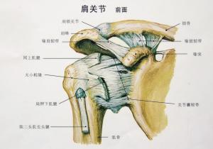 关节图片
