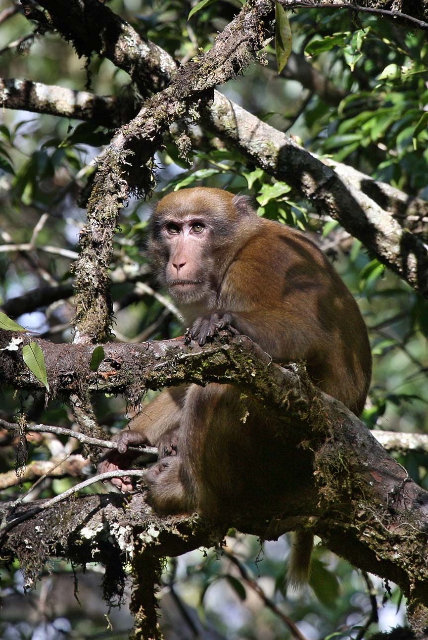 集群编辑2生活习性熊猴的吻部突出,腮须和胡子都相