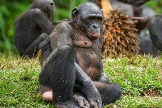倭黑猩猩 搜狗百科