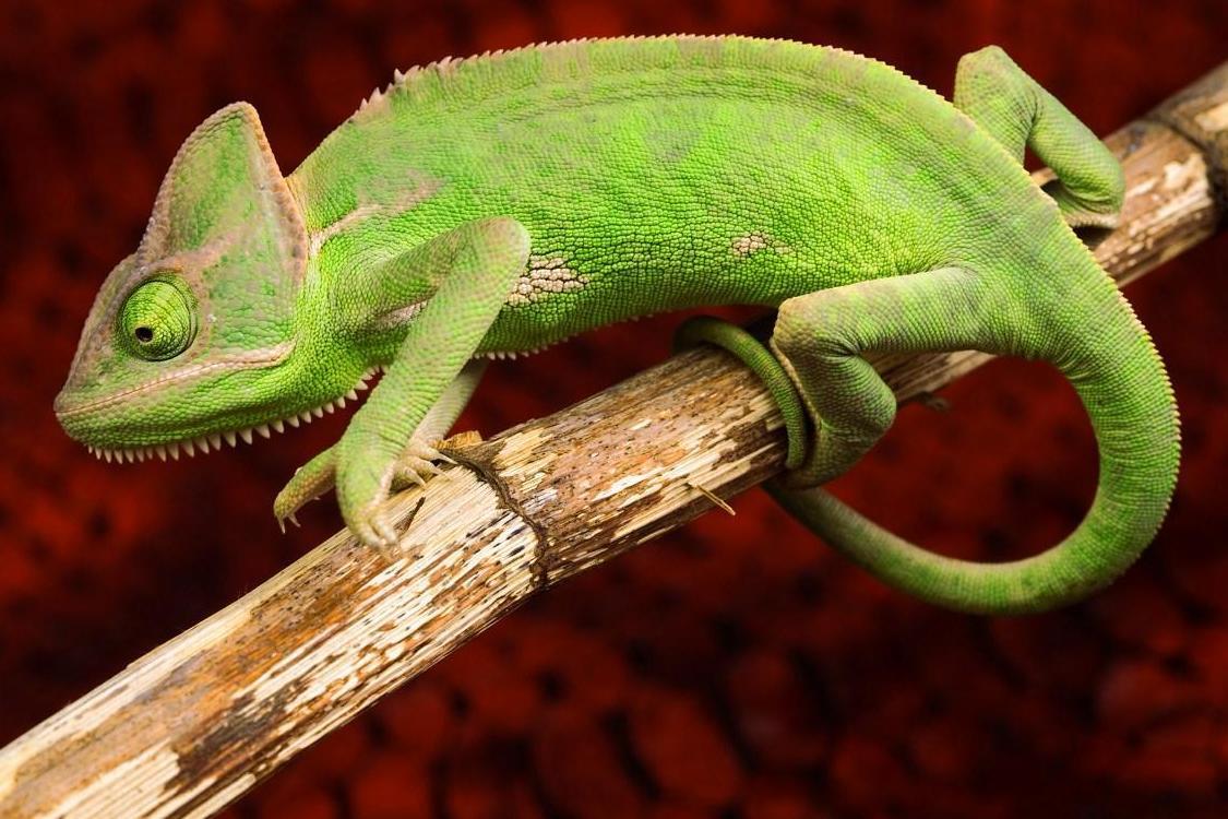 蜥蜴 蜥蜴科蜥蜴属动物 搜狗百科