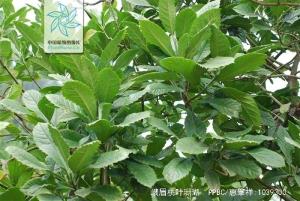峨眉桃叶珊瑚图册