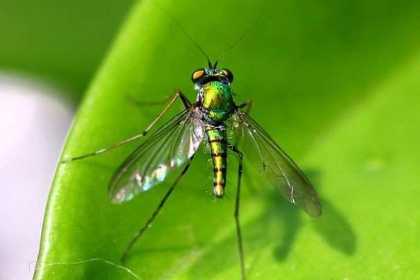 双翅目 昆虫纲下的一个目 搜狗百科