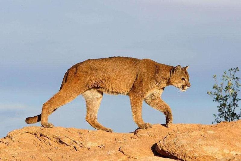 美洲狮 猫科美洲金猫属动物 搜狗百科 美洲狮 猫科美洲金猫属动物 搜狗百科