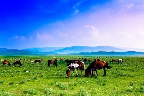 草原 地理区域 搜狗百科