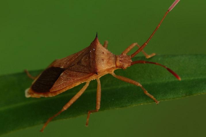 云南异丽盲蝽