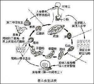 布氏姜片虫