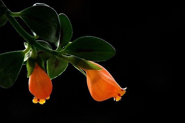 金鱼吊兰 苦苣苔科苦苣苔属植物 搜狗百科