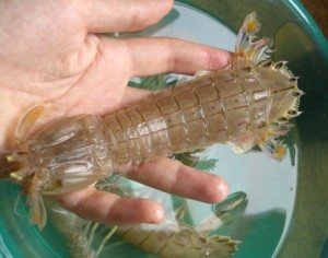 虾蛄
