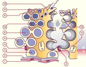 塞尔托利氏细胞(sertoli cell),又名为塞托利细胞或塞透力细胞,是细精