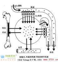 钙离子通道 - 搜狗百科