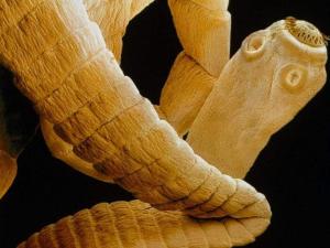 叶状裸头绦虫头节图片