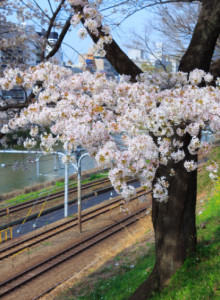 东京樱花