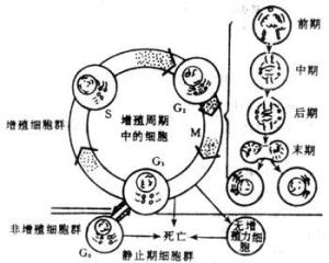 细胞增殖图解图片