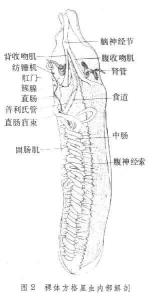 触手冠