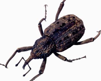 鞘翅目(coleoptera)长角象甲科(anthribidae)昆虫,成虫常见於枯枝或