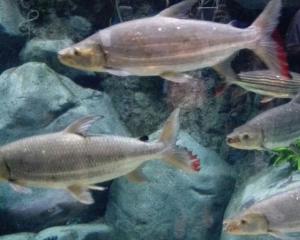 淡水鱼类 搜狗百科