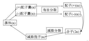 世代交替