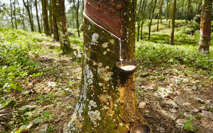 橡胶树