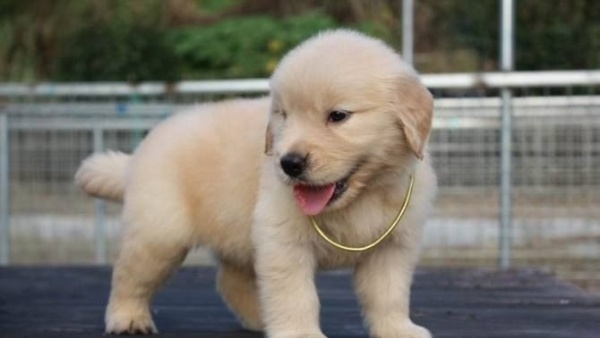 金毛寻回猎犬