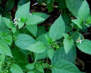 白花菜 搜狗百科 白花菜 搜狗百科