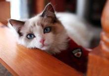 布偶猫