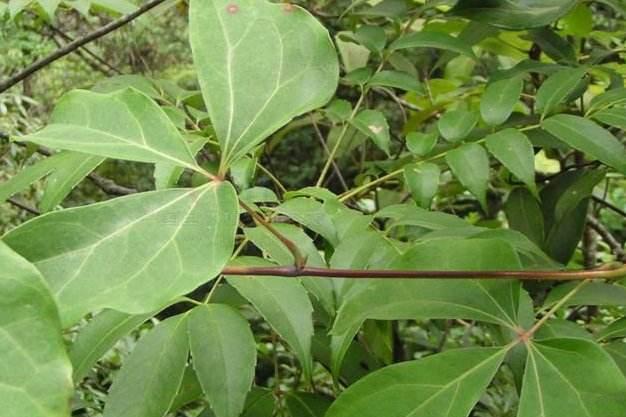 大血藤(木通科植物)_搜狗百科