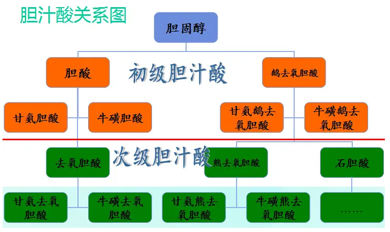 胆汁酸