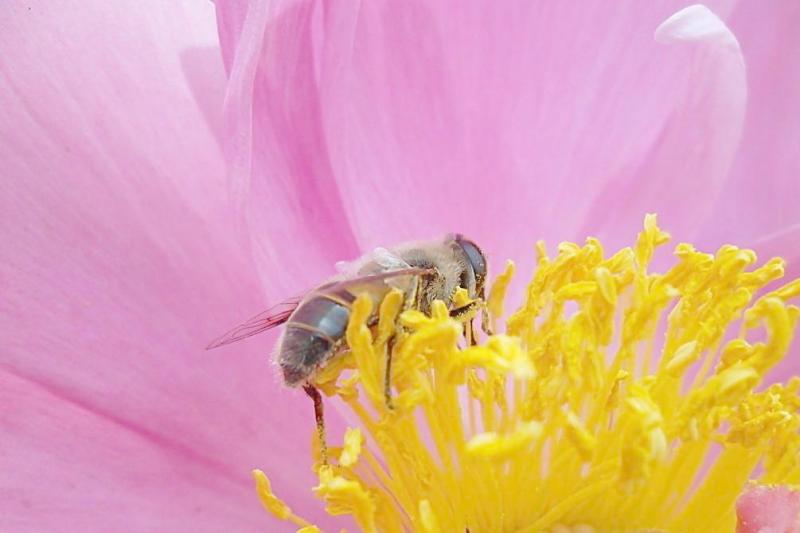 蜜蜂 昆虫纲动物 搜狗百科