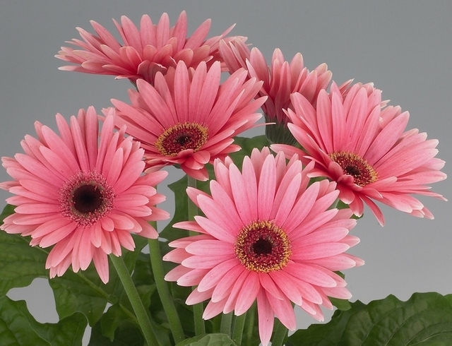 非洲菊