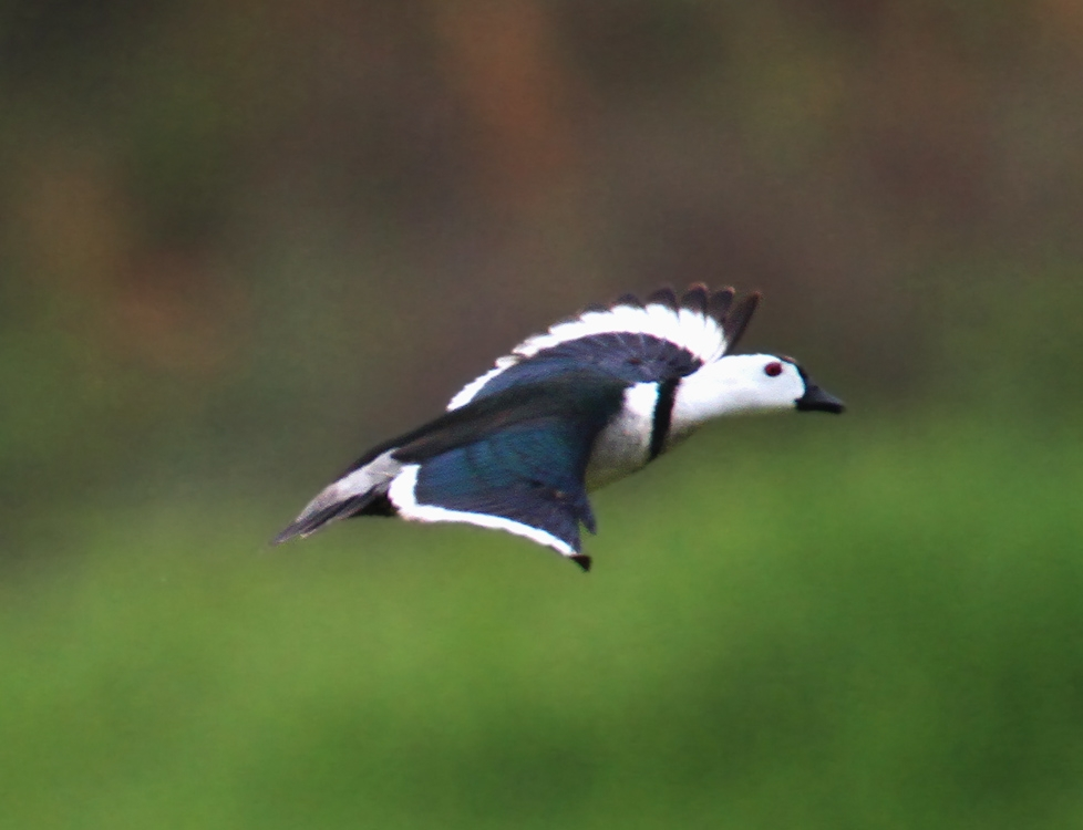 另一说凫是"家鸭".3. 又如:凫雏(幼凫);凫雁