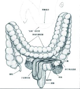 子宫和肠道结构图图片