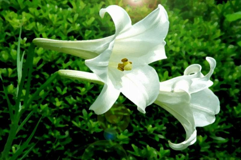 百合 百合科百合属植物 搜狗百科 百合 百合科百合属植物 搜狗百科