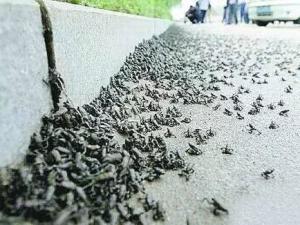 地震生物预警 地震生物预警