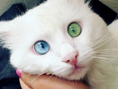 “网红”猫