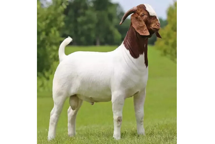 纯种波尔山羊 羊科山羊属动物 搜狗百科