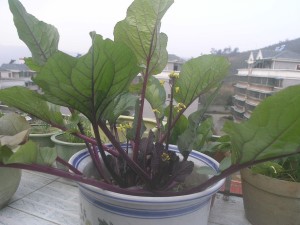 红菜苔