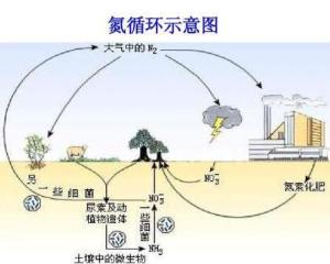 什么是生态系统的基本功能 300