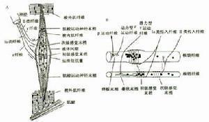梭内肌