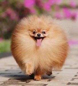 德国博美犬