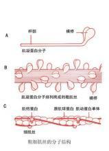 肌球蛋白分子
