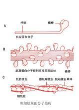 肌球蛋白分子