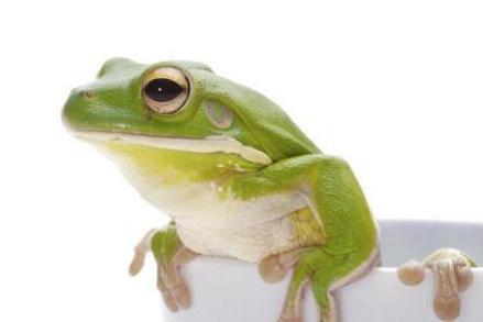 两栖类动物 动物 搜狗百科