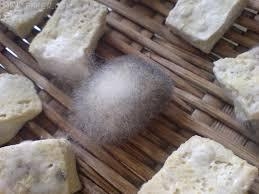 发霉食物