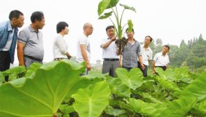 靖江香沙芋