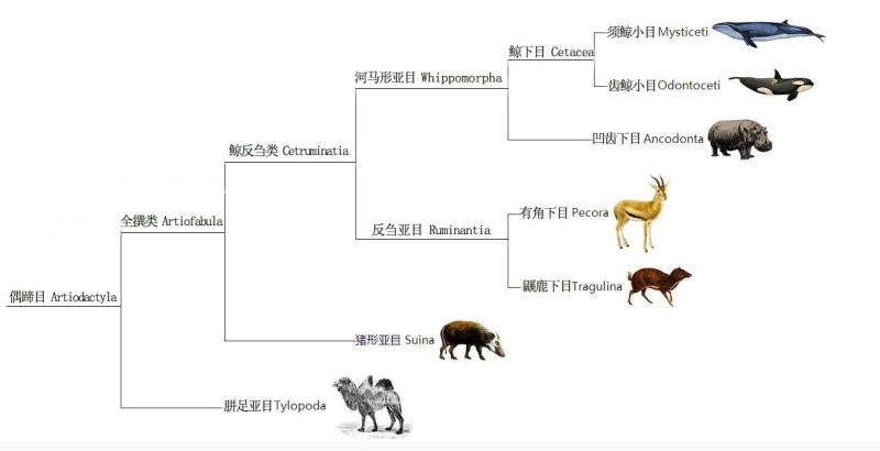 河马进化图