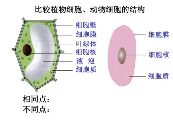 动物细胞 生物学术语 搜狗百科