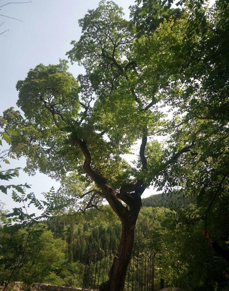 降龙木