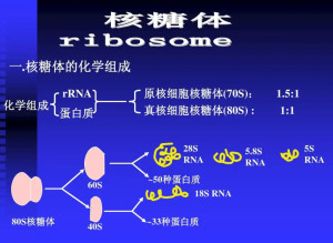 核糖体